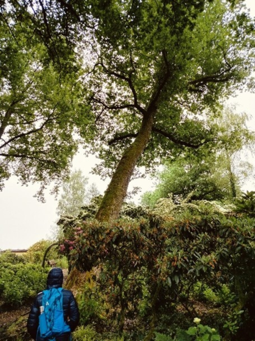 Grosser grüner Baum mit Person mit blauem Rucksack im Vordergrund